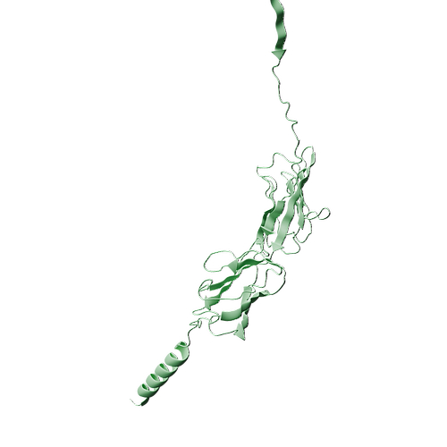 Mouse SLAMF2 (C-6His, HEK293)